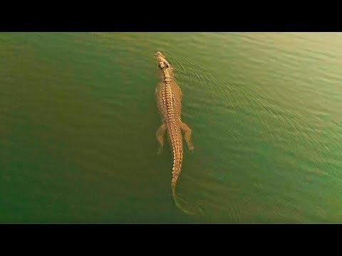 Relaxing Rivers with Lions, Crocodiles and More | ﻿﻿Earth's Great Rivers II | BBC Earth