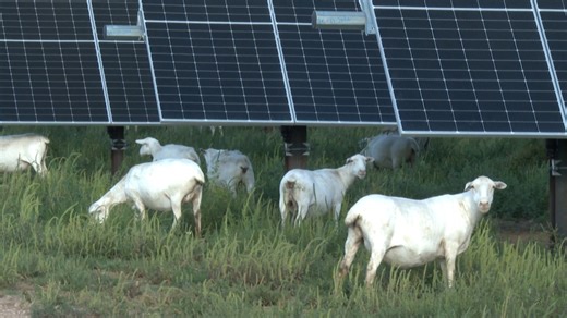 Hornet Solar using sheep for solar grazing