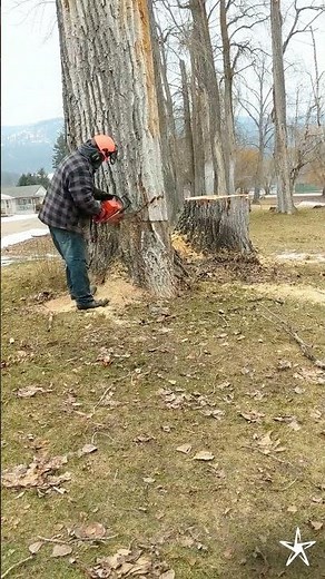 Safe Hands for Big Trees🌲