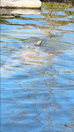 Manatees!