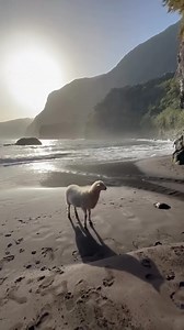 🌍 Planning a trip to Madeira? 💡👉🏼 DM me ‘Madeira map’ 💫 This island is a treasure trove of natural beauty, packed into one small yet incredibly diverse place. Imagine discovering 12 distinct climate zones in a single day! Over the last 2 years, I’ve explored Madeira non-stop, uncovering hidden gems, uncharted trails, stunning waterfalls, ancient bridges, and breathtaking viewpoints. From mesmerizing canyons to scenic hikes and panoramic sunrise/sunset spots, Madeira never stops revealing it