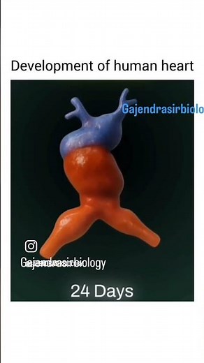 What Happens During HEART Development?