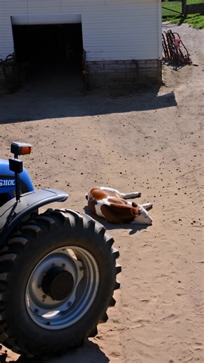 Cat Saves Calf From Wolf Attack! A routine afternoon in a sunlit barnyard nearly turned into a tragedy | PrimeWave Media