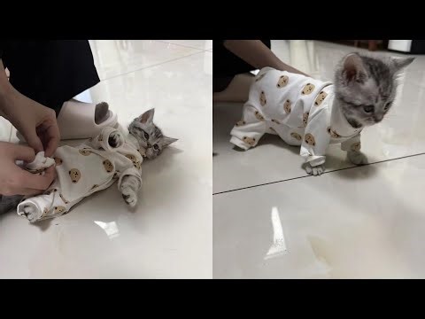 Laughing Out Loud With Hilarious Derpy Cat Moments – Synth Groove #26