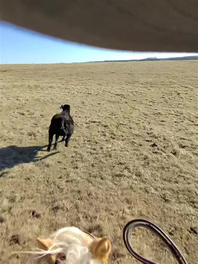 Mastering Steer Tripping Techniques with Quarter Horses