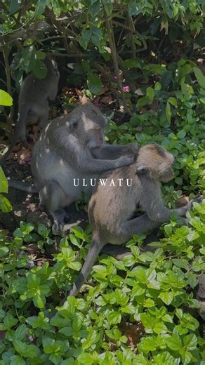 Exploring Uluwatu, Bali - Beautiful cliffside with fun monkeys and beautiful sunsets. #Bali
