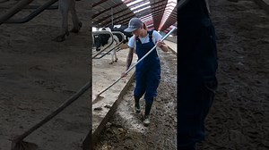 Cleaning up manure on a cow farm | Fresh Vanilla