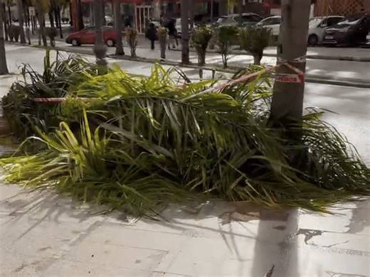 Wind Topples Palm Tree, Killing a Woman as Storm Batters Andalusia