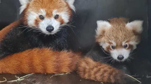 Amiens : le bébé panda roux du zoo a désormais un nom