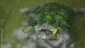 Swimming red-eared slider or Trachemys scripta elegans wades across algae mossy waters with leaf on back