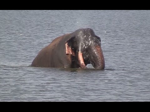 Huge elephant bathing at the Minneriya national park !