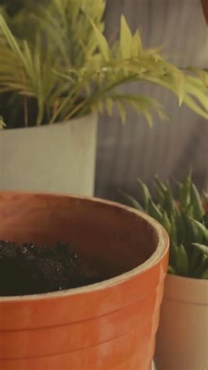 Repotting plants made easy! Learn the ins and outs with our step-by-step guide and eight essential dos and don'ts. Discover when your plant needs a new home, select the perfect one, and master the repotting process. Green thumbs, get ready to level up your plant care game! 🌱 New Repotting Plants Blog by visiting LINK IN BIO! #timberlinelandscaping #repotting #potplants #plantingtips #newblogpost #plantcare #plantlovers #plantinglife #potplanting #pottingupplants #greenthumb #houseplants #indoor