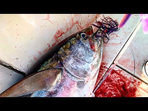 BIG New Jersey Yellowfin Tuna Fishing - Trolling Offshore