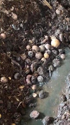 Vegetable waste to compost #composting #homecompost #gardening #plant #composteducation