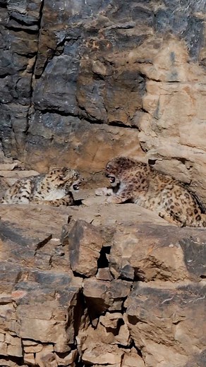 A Snow Leopard mating ritual… caught on camera. A male and female Snow Leopard sit face-to-face, exchanging low hisses — in the middle of a courtship ritual almost no one ever gets to witness. The male’s face carries fresh scars, reminders of a fierce battle fought to earn this moment. Up here in the Himalayas, every sound, every gesture, every breath has meaning. And on this day, the mountains chose to reveal one of their most guarded secrets. #SnowLeopard #GreyGhost #HimalayanWildlife #SnowLeo