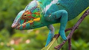 David Attenborough: BBC Earth: Madagascar: Season 1 Episode 1 Island of Marvels