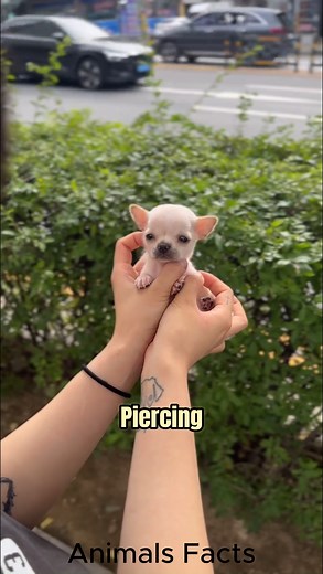 138K views · 6.7K reactions | Facts About Chihuahua ❤️ | Animals Facts | Facebook