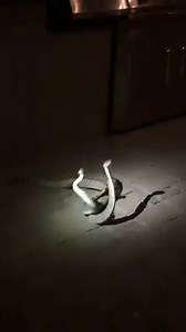 78K views · 899 reactions | SNAKE FIGHT! A Valley woman captured this video of two rattlesnakes fighting for the attention of a female. [Video courtesy: Carrie Lightfoot] | azfamily 3TV CBS 5 | Facebook