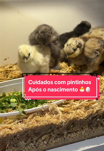 Cuidados com os pintinhos após o nascimento, da chocadeira do tiktok para vida real #pintinhos #sedosas #exotico #dicas #manejo