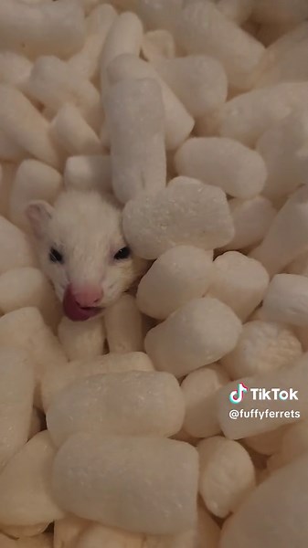 Ferret Fun: A Surprise Ending with Nugget the Ferret in Macaroni!