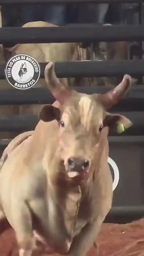 Ney Mergulhao on Reels