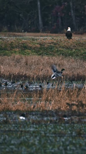 Justin Fortune | Tax man waiting to collect 🦅 Comment if you see what else is unique about this video… 🤫 one of those mallards is a bit different This... | Instagram