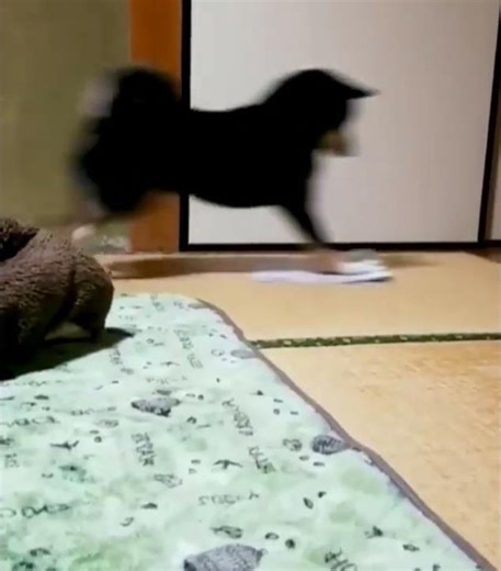 Kumakichi-kun who wipes the rags😊 雑巾がけしてくれるクマ吉くん😊#shorts Love Cute Dog かわいい犬が好きです Me encanta El