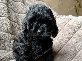 2 stunning lhasapoo ready for forever home - £1,195