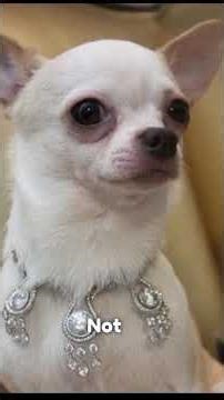 the stupidest things Billionaire bought. #Shorts #footstory2.0