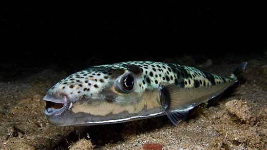 I v Chorvatsku jsou nebezpečné ryby: Účinky jejich jedu lze zmírnit teplou vodou