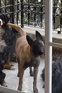 62K views · 2.1K reactions | When your dog was a dancer in a past life  | The Animal World | Facebook