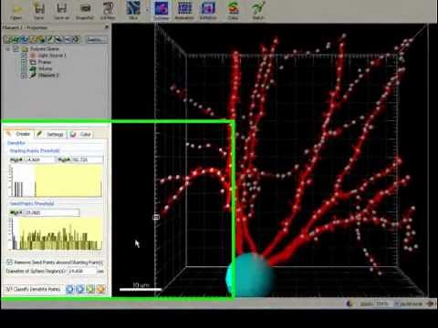 Filament Tracer Automatic Detection - Imaris Tutorial