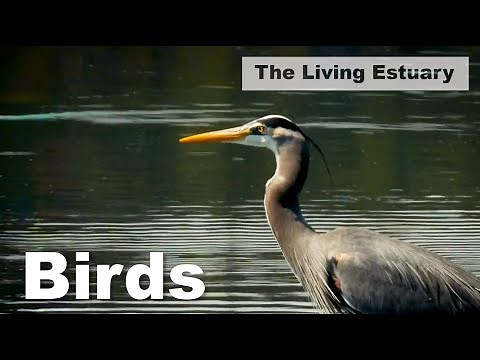 The Living Estuary: Birds