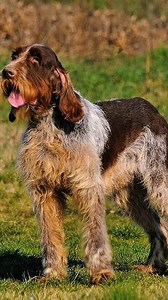 Spinone Italiano #deerhunting #hunting #DogHunter #hunterlife #HunterLifestyle #huntinglegacy #hound #wildboar | Hunting Legacy