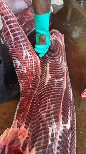 How To Filleting Anaconda 😱 #fillet #asmr | Connor Weber