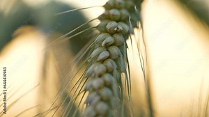 Closeup of emmer wheat grain unveils compelling combination of natural textures