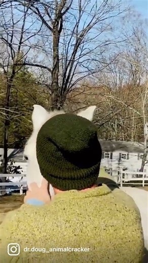 Name that horse!🐴 #reels #horses #animalchiropractic #animalcrackers #cracks | Animal Cracker