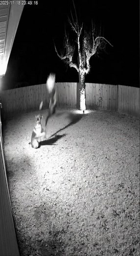 “CCTV Captured: Unknown Creature Attacks Goat Farm at Night!”