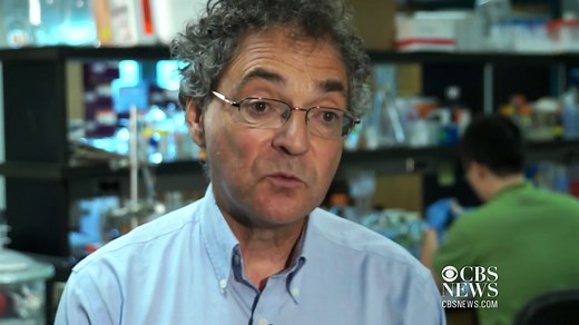 Algae oil races to be future of fuel