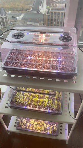 Seeds Started Right @Glowrium