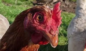 What is wrong with my chicken's beak?