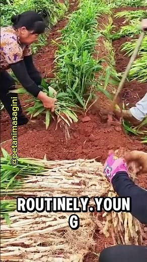 Harvesting Fresh Young Ginger – Clean Roots, Healthy Soil, and Amazing Yield #farming