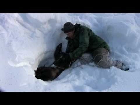 Nature: Wolverine on KAKM Teaser