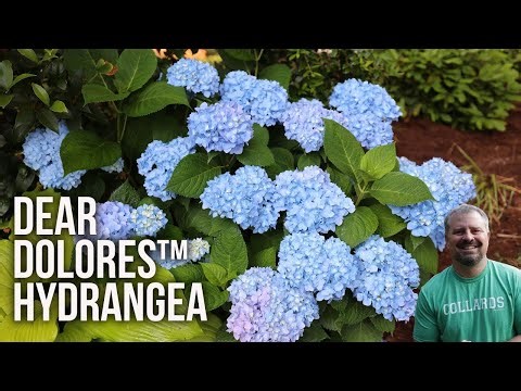 Dear Dolores® Hydrangea - Hydrangea macrophylla 'Dear Dolores®'