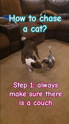 How to correctly chase a cat.