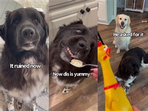 2.2M views · 84K reactions | Dogs Birthday Party Gets Ruined! *Click on the video to see all the subtitles* | Daisy the newfie | Facebook