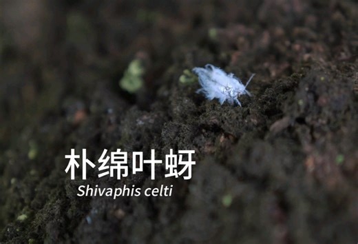 [4K]朴绵叶蚜 Shivaphis celti