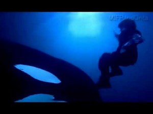 ORCA KEIKO - FREE WILLY