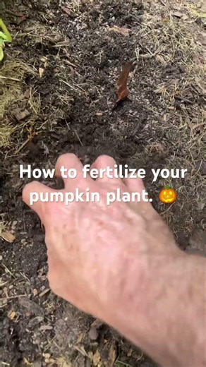 How to fertilize your pumpkin plant. #diy #gardening #backyard #garden #pumpkin #pumpkinplant