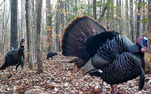 Kentucky spring turkey season approaches with strong population outlook